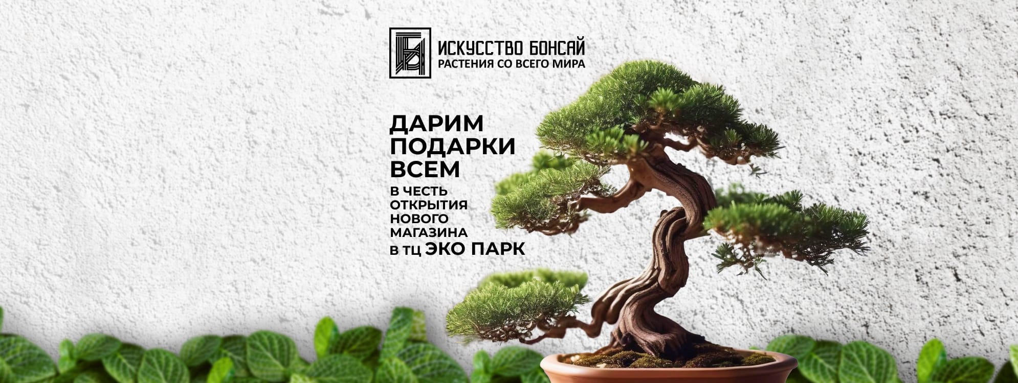 Искусство бонсай - купить бонсай в Санкт-Петербурге и Москве